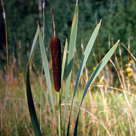 Osmankäämi