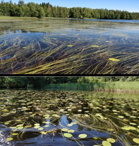 Pitkäjärven kunnostusyhdistys