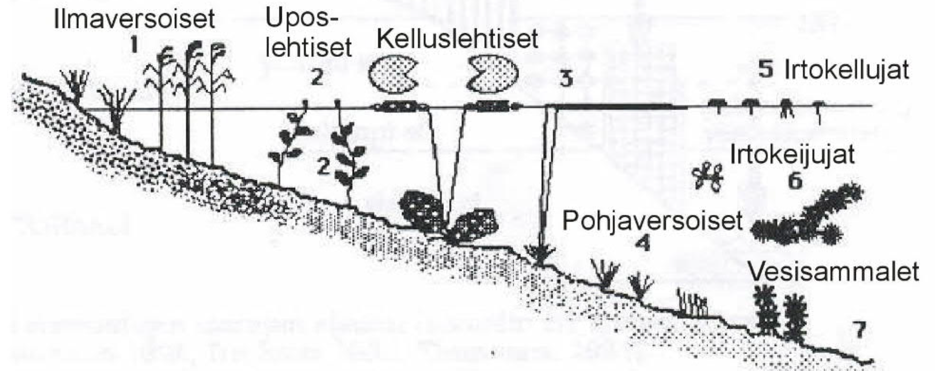 Vesikasvillisuuden niitossa kannattaa keskittyä ilmaversoisiin kasveihin (1). Upos- ja kelluslehtisten (2 ja 3) niitosta voi olla jopa haittaa. Niitto