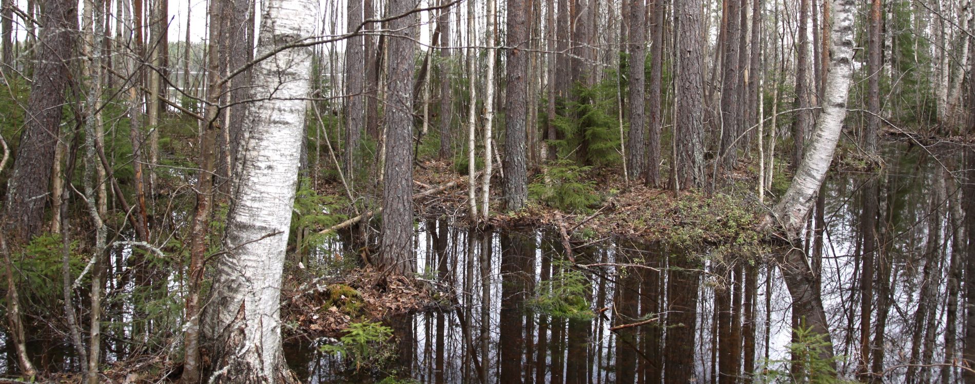 Rautianoja