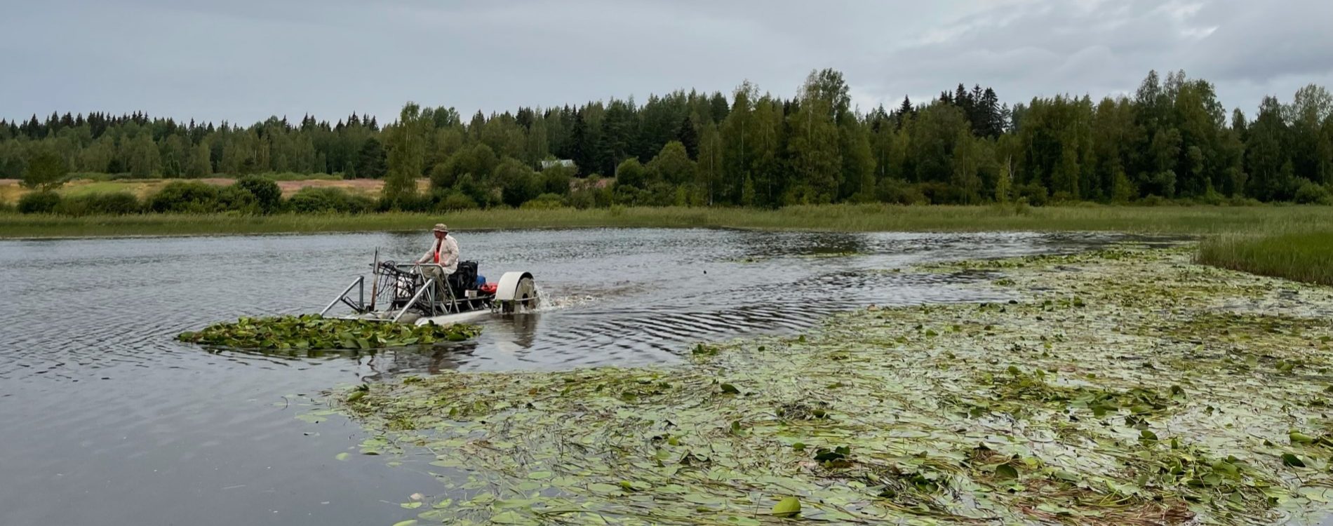 Pekka Penttilä niitti Padankosken matalien lahtien vesikasvillisuutta kahdesti: kesäkuussa ja heinäkuun lopussa. Kuva: Miika Utoslahti. niitto